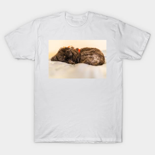 Sleeping fluff fluff T-Shirt by KensLensDesigns